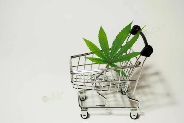 Buy Seeds from DSS Today