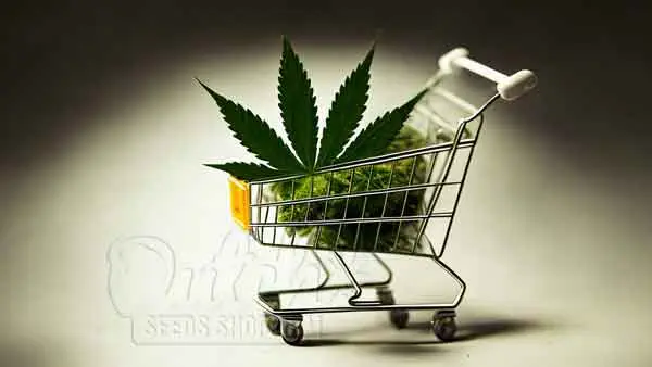 Buy Top Seeds from DSS Today!