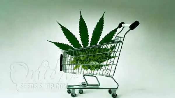 Buying Cheap Autoflower Seed From Reputable Online Source