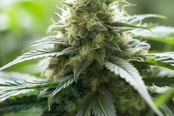 CBD Critical Mass Autoflower Strain Origin
