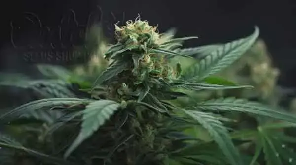 CBD Oil