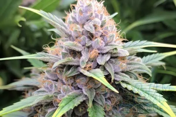 Candy Kush Strain Origin