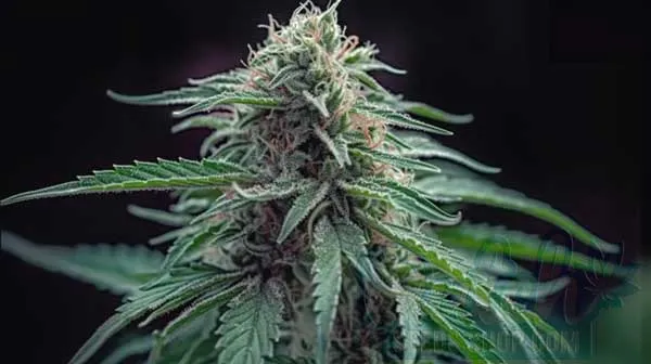 Candyland Peyote Effects and Medical Benefits