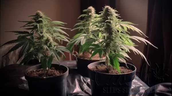 Cannabinoid Profiles in Autoflowers