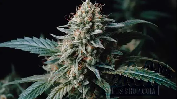 Cannabinoids and Terpenes
