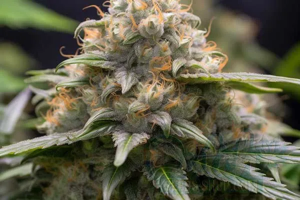 Cannabinoids and Terpenes