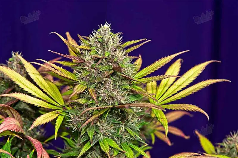 Cannabis Autoflower Seeds