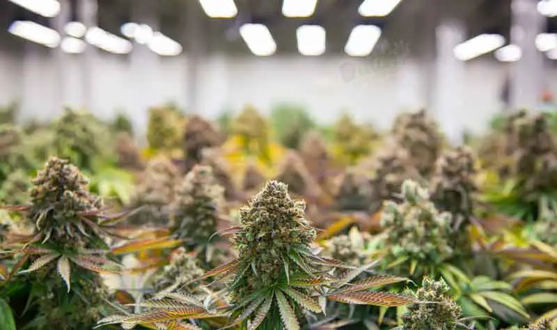 Cannabis Ruderalis A Versatile Species