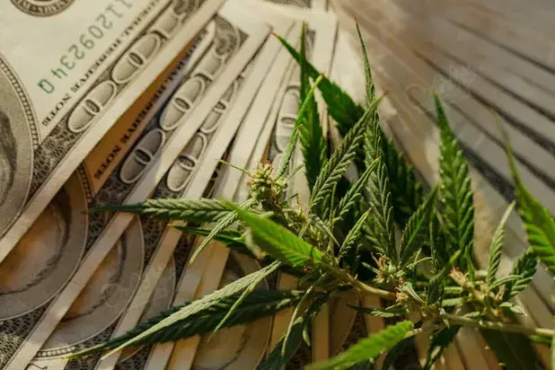 Cannabis Seeds Guarantees From Dutch Seeds Shop