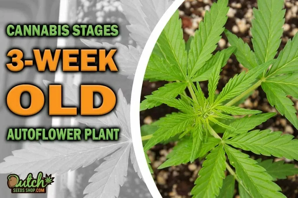 Navigating the Landscape of 3-Week-Old Autoflower Plant