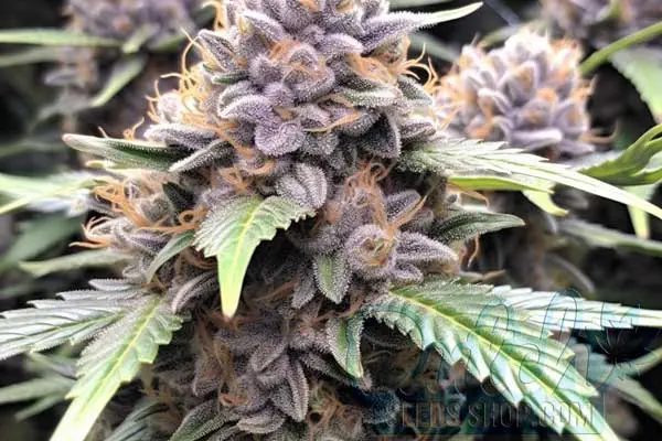 Cement Shoes Strain Origin