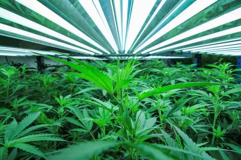 Challenging and Rewarding Indoor CBD Cultivation