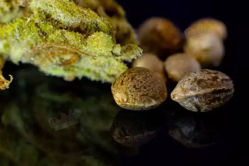 Cheap marijuana seeds for sale at online 420 seed bank Dutch Seeds Shop