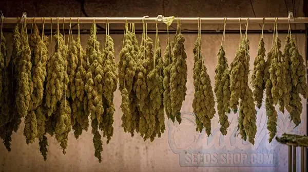 Checking Dryness and Trim Techniques