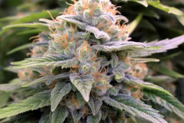 Chemdog #4 Strain Origin