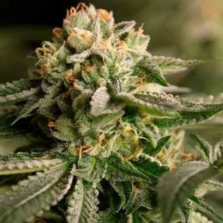 Chemo
