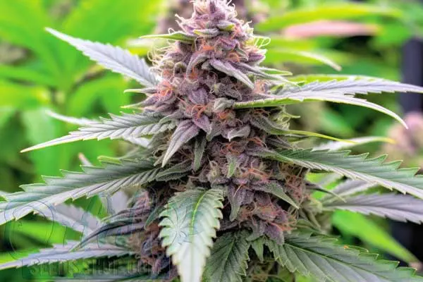 Cherry Pie Strain Origin