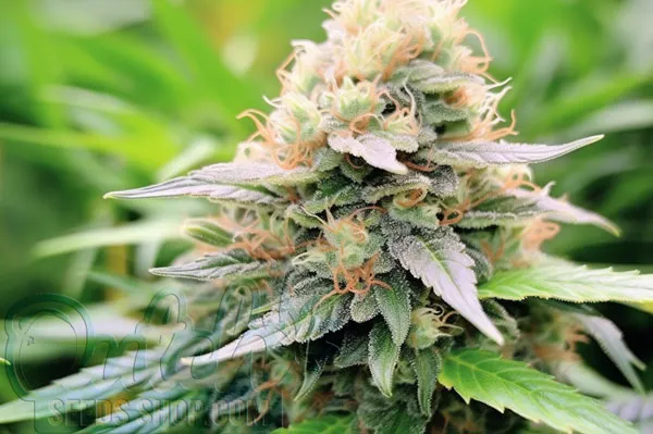 Chocolate Fondue Strain Origin