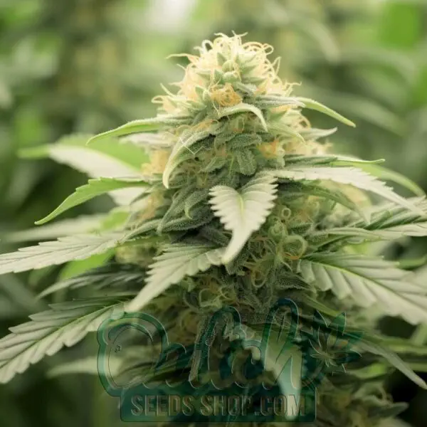 Chocolope Feminized Seeds