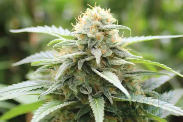 Chocolope Kush Strain Origin