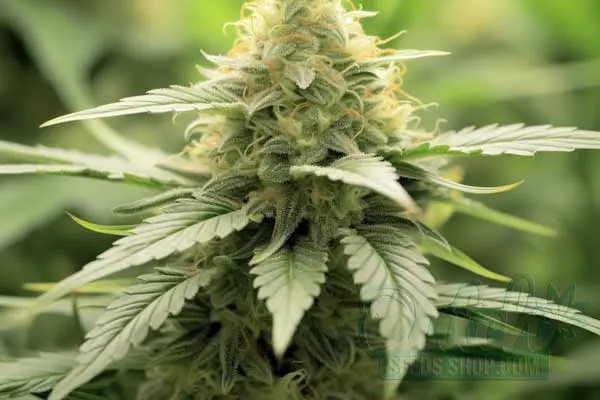 Chocolope Strain Origin