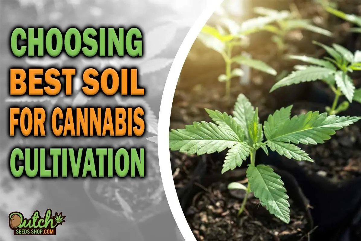 Choosing the Best Soil for Growing Cannabis