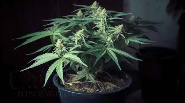 Choosing The Best Soil For Autoflowers