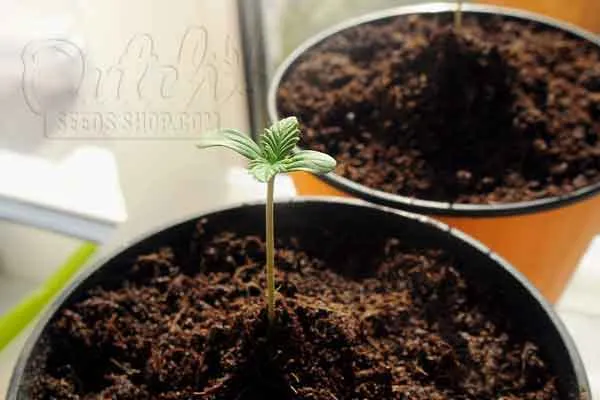 Choosing The Right Container And Soil Mix