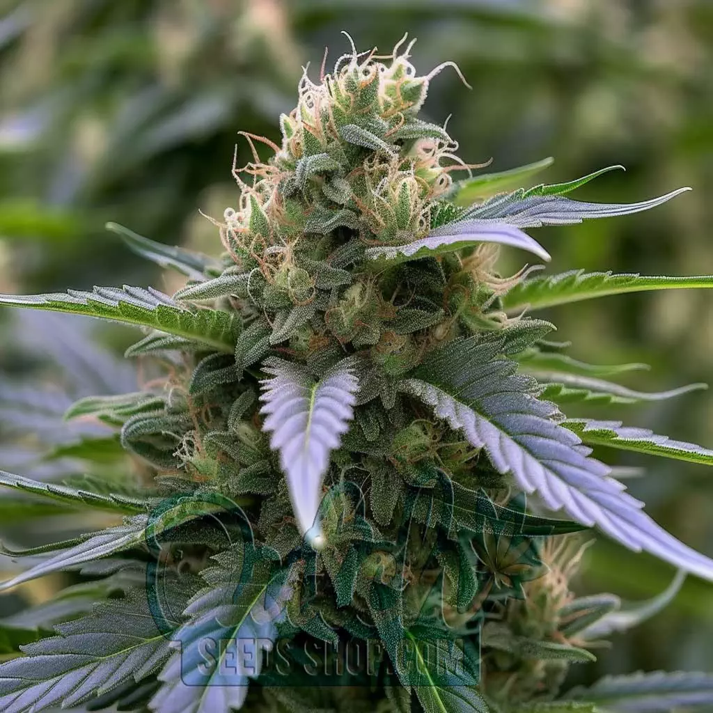 Buy Chronic Autoflower Cannabis Seeds Online For Sale - DSS