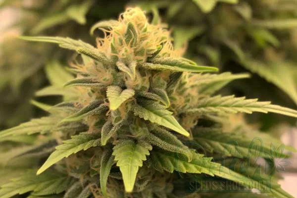 Clementine Strain Origin