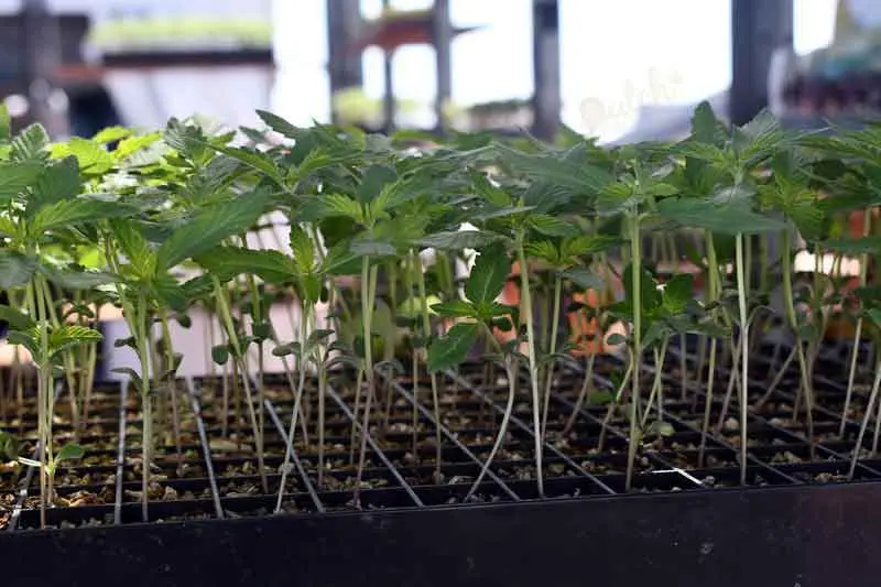 Clone In Soil