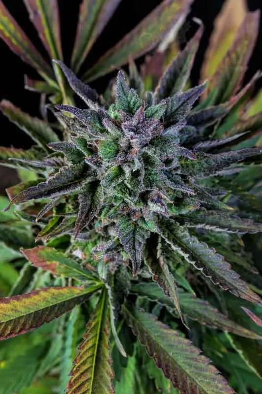 Colombian Gold Seeds