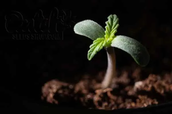 Common Pests And Diseases Affecting Young Marijuana