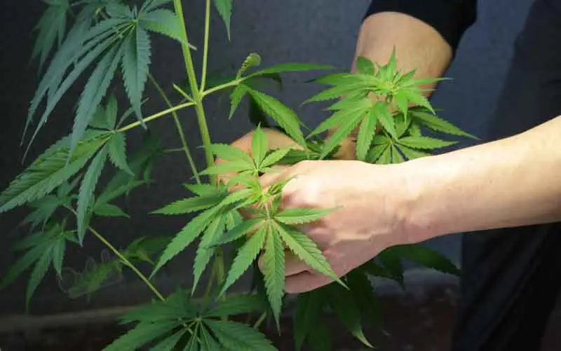 Common Problems with Clone Cannabis