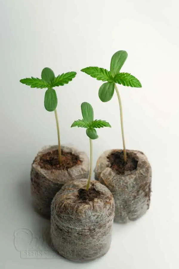 Common Seedling Issues and Solutions