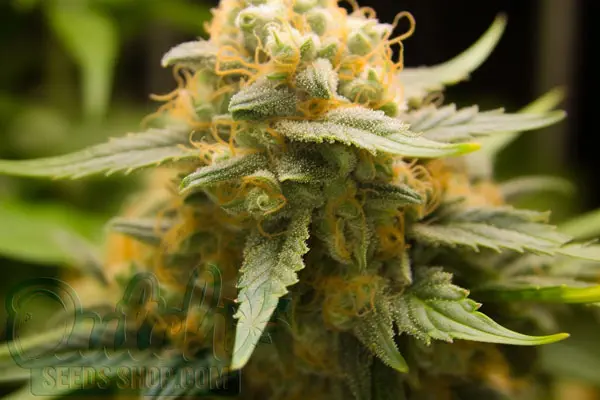 Cookies Kush Strain Origin