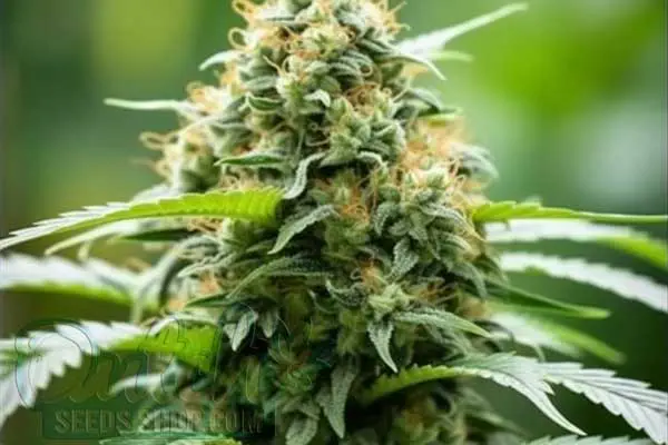 Critical + 2.0 Strain Origin