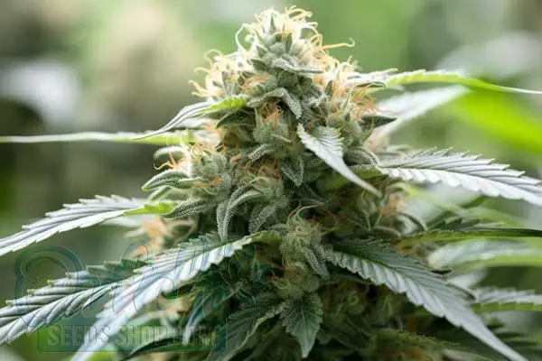 Critical Fast Bud Auto Strain Origin