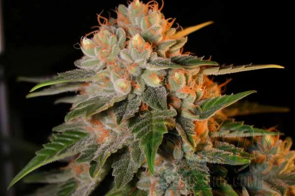 Critical Kush Strain Origin