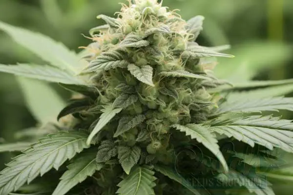 Critical Mass Strain Origin