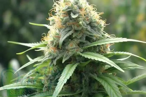 Crystal Strain Origin