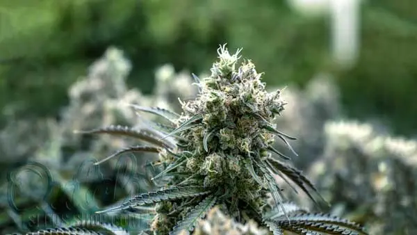 Dealing with White Spots on Weed Leaves