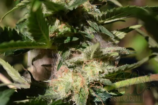 Detecting Bud Rot Signs and Symptoms