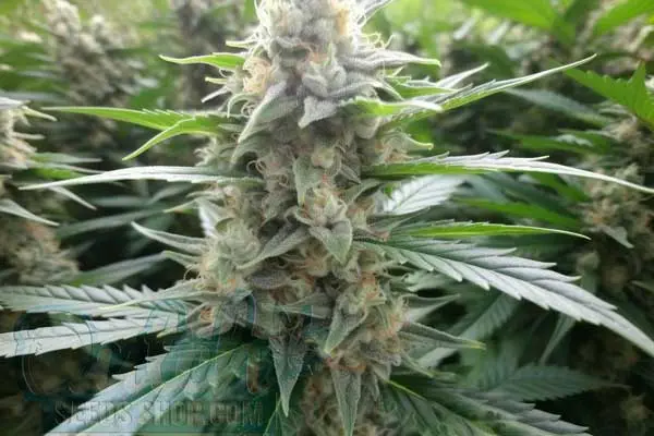 Devil XXL Autoflower Strain Origin