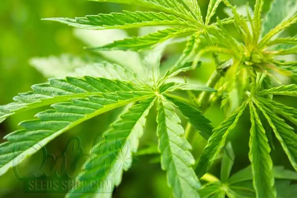 Diagnosing and Addressing Light Green Weed