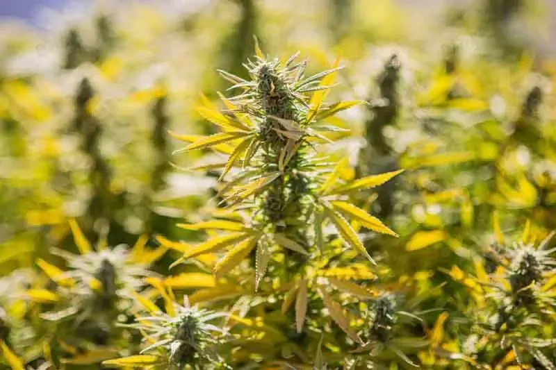 Difference between Sativa and Indica - Indica