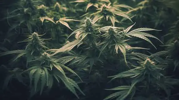 Differences In Cultivation Difficulty