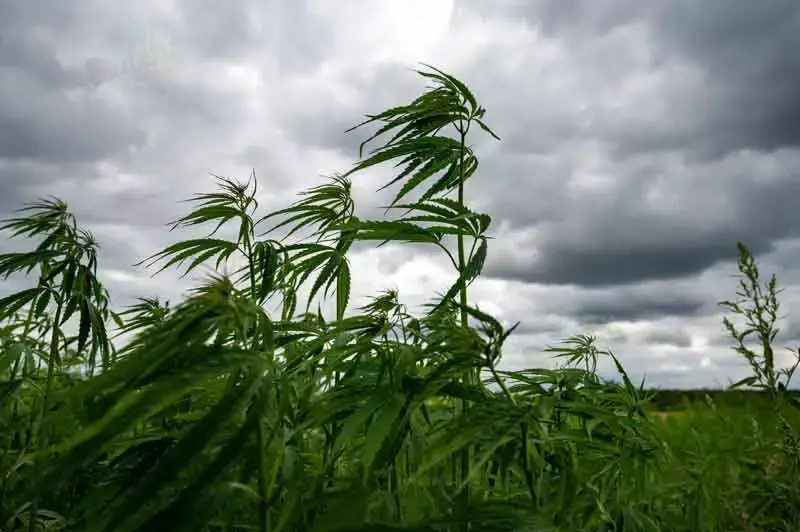 Different Type Of Climates And What Climate is Most Suitable For Outdoor Cannabis Cultivation