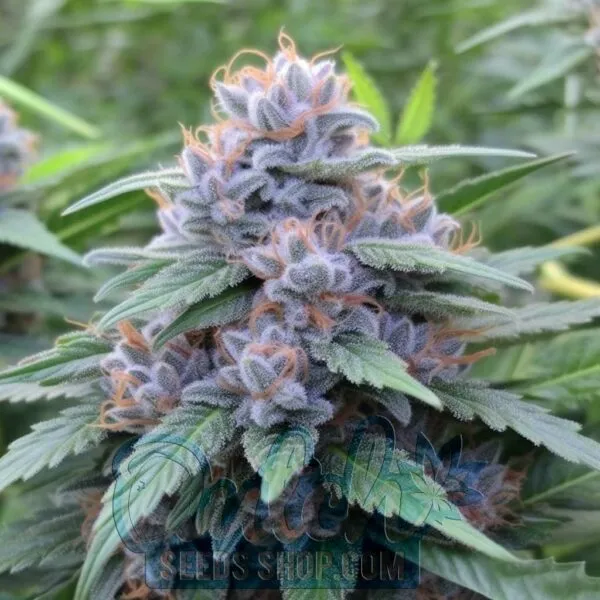 Do Si Dos Feminized Seeds