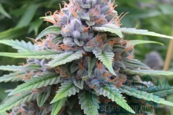 Do Si Dos Strain Origin